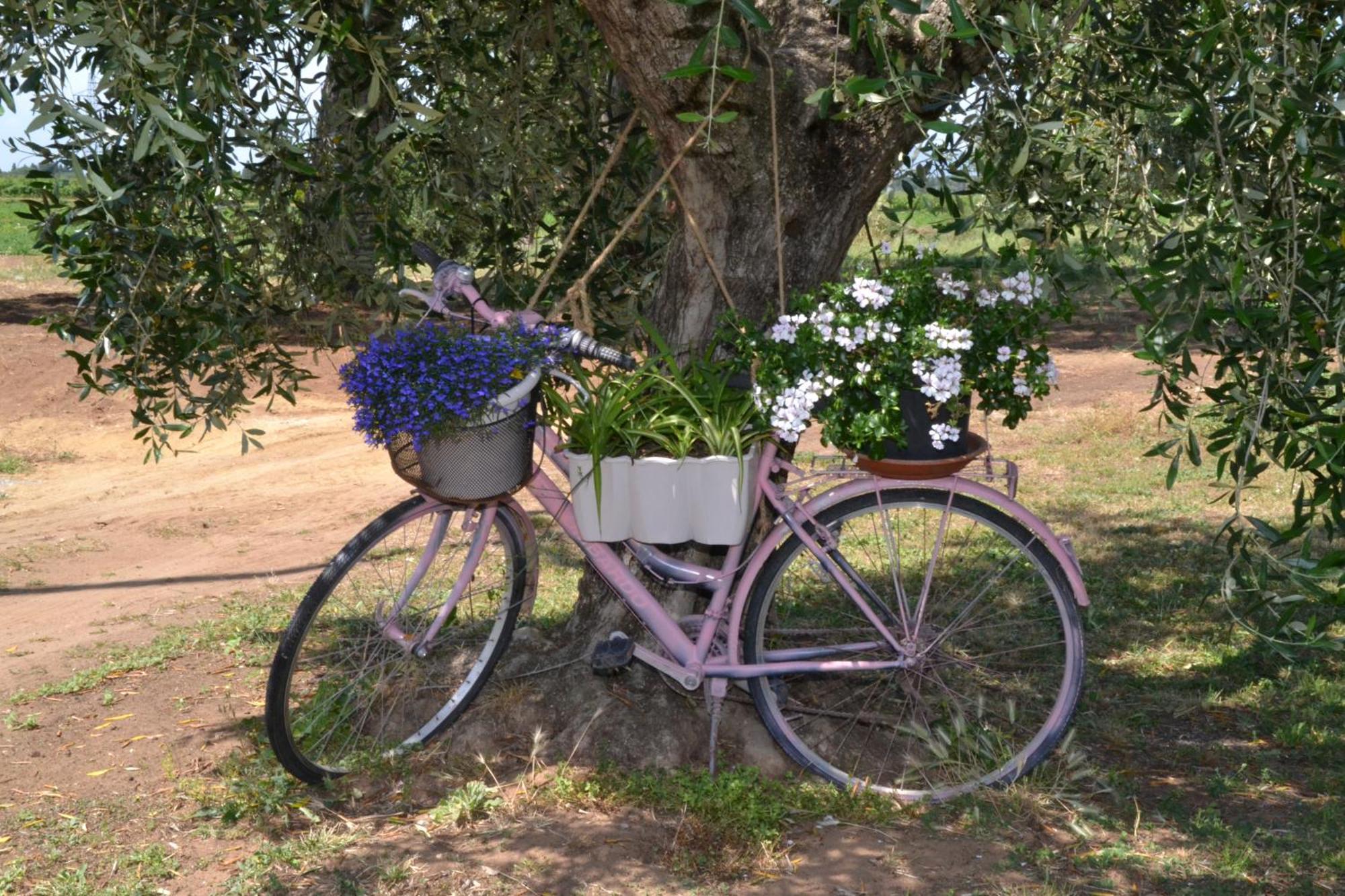 La Mimosa Hotel Bolgheri Exterior photo